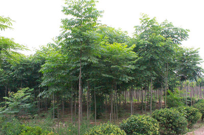 百草園苗木銷售中心 供應(yīng)優(yōu)質(zhì)6m欒樹 防護樹 優(yōu)質(zhì)欒樹 行道樹 欒樹苗 綠化苗木 欒樹供應(yīng) 欒樹價格圖片_高清圖_細(xì)節(jié)圖-沭陽縣百草園苗木銷售中心