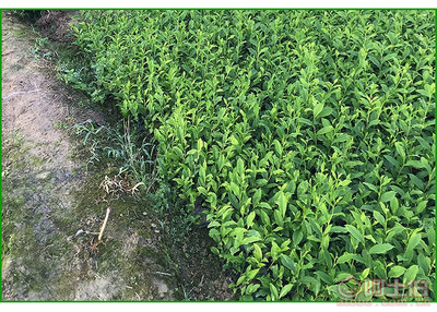 【福鼎大白茶苗價格】福鼎大白茶苗價格,價格,廠家,供應商,花木、果木種苗,雅安市名山區惠農苗木種植農民專業合作社 - 產品庫