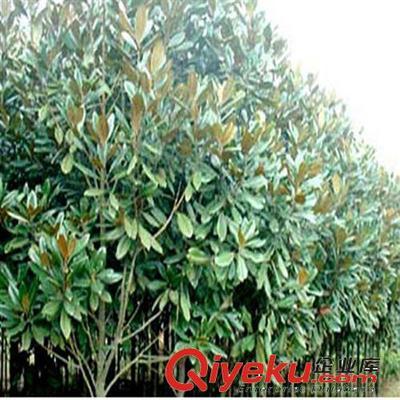 供應(yīng)花卉綠化工程苗 廣玉蘭小苗批發(fā) 2-3-5-8-10公分-沭陽縣萬花軒苗圃提供供應(yīng)花卉綠化工程苗 廣玉蘭小苗批發(fā) 2-3-5-8-10公分的相關(guān)介紹、產(chǎn)品、服務(wù)、圖片、價格沭陽縣萬花軒苗圃、綠化苗木;果樹;盆景;種子;承接綠化工程