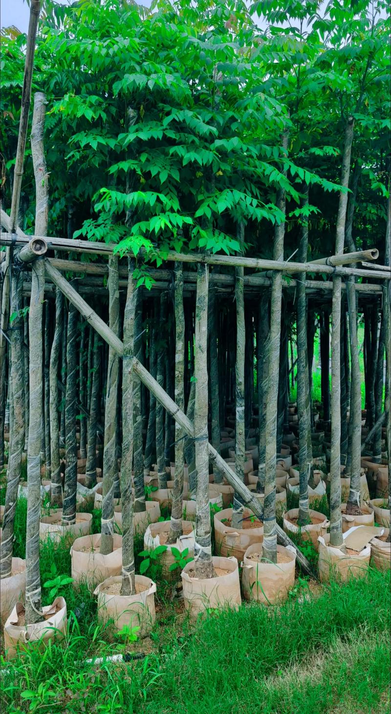 國(guó)慶花～欒樹5公分袋苗.#苗木種植基地 #全網(wǎng)搜索苗木有緣人