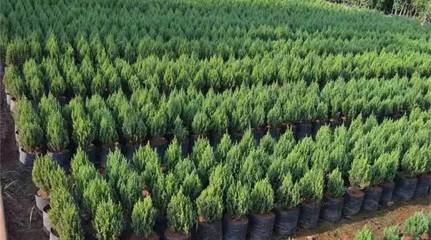 從苗木庫存到花卉種植 行業(yè)漫談中的挑戰(zhàn)與機遇