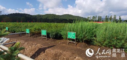 黑龍江省林草局召開現場推進會 以花卉種植為支點，撬動產業興、職工富、生態美的新型林場建設