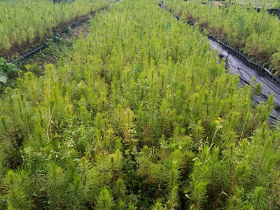 忻城苗木栽培正當時，林業產業鋪就脫貧致富路