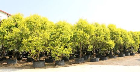 行情回暖，機遇與挑戰并存——深度解析苗木市場新趨勢與苗圃發展策略